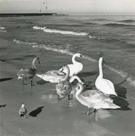 Plaża w Kołobrzegu